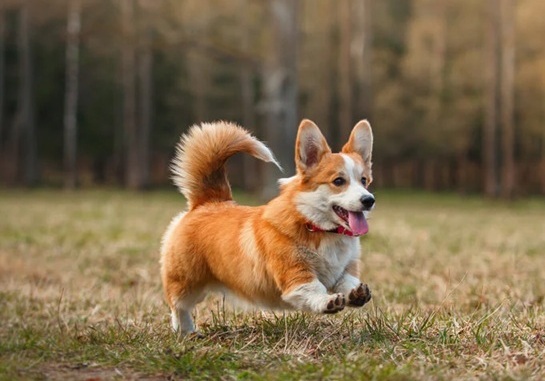 Corgi
